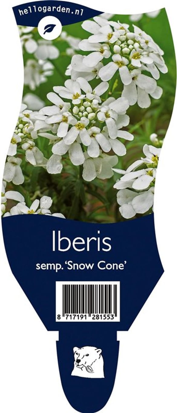 Iberis semp. 'Snow Cone' - P11